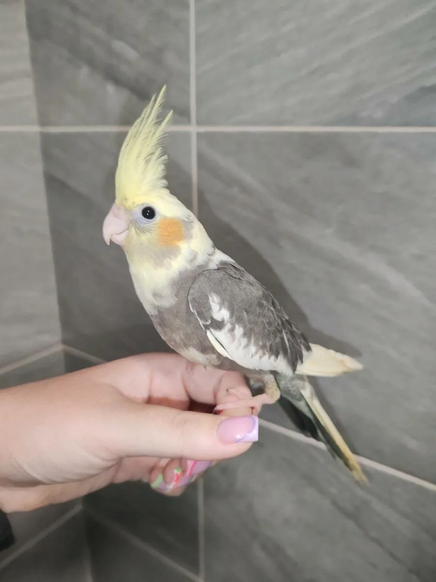 Hand Reared Cockatiels - Image 2