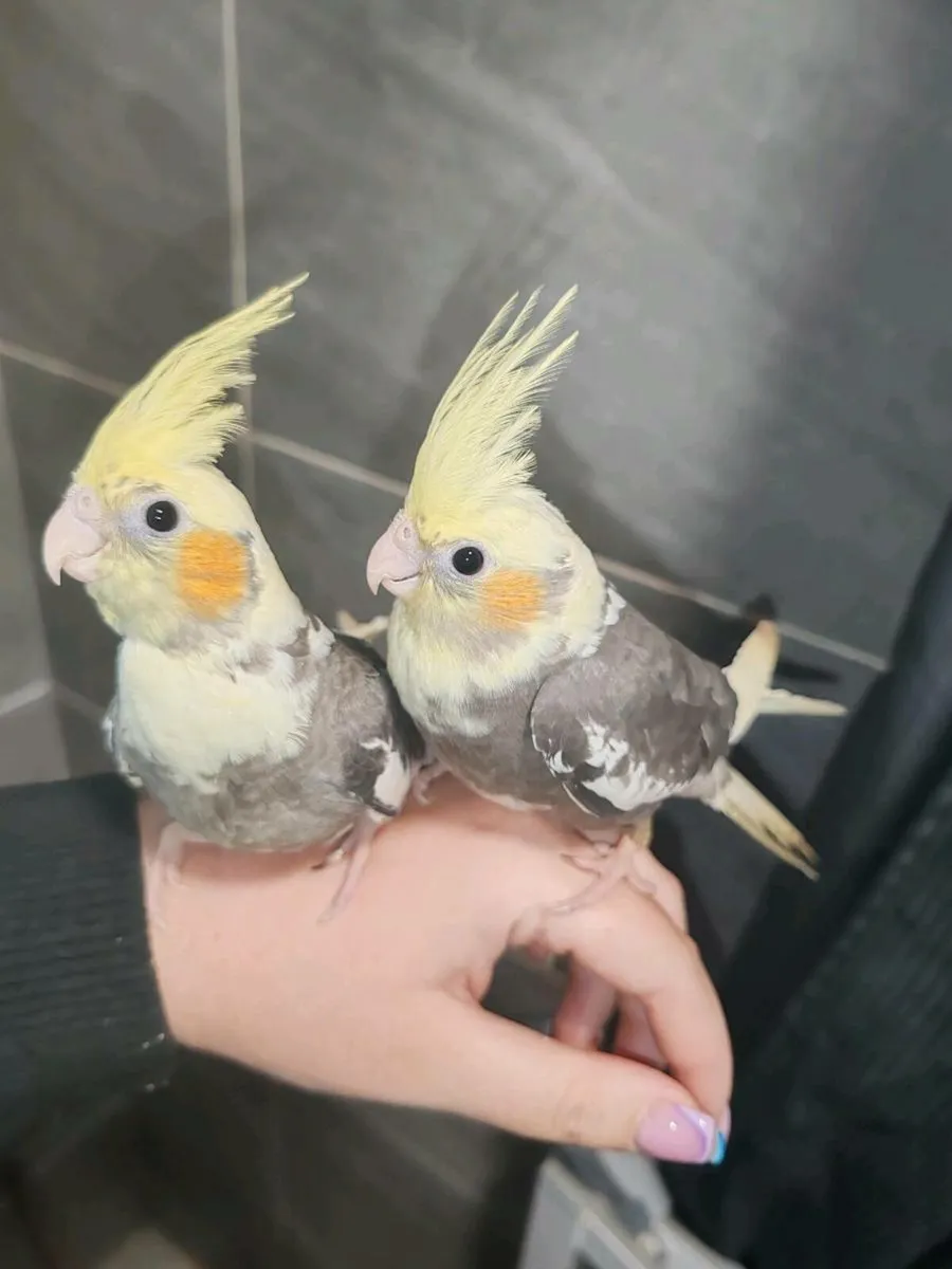 Hand Reared Cockatiels - Image 1
