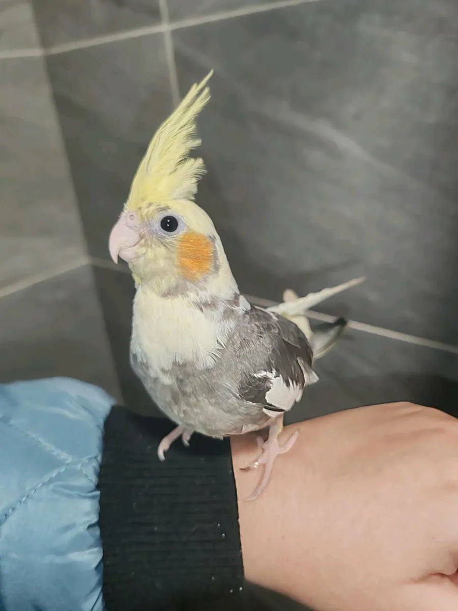 Hand Reared Cockatiels - Image 3