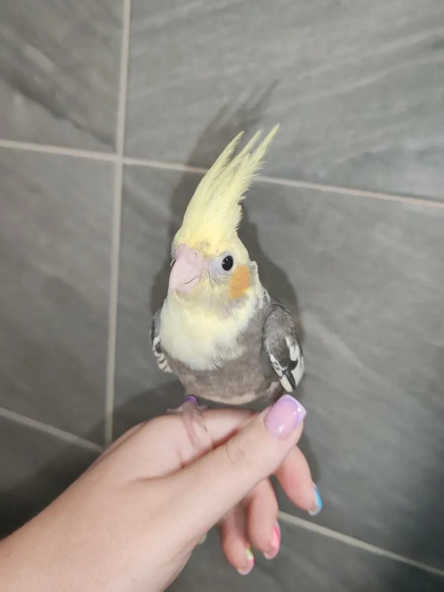 Hand Reared Cockatiels - Image 4