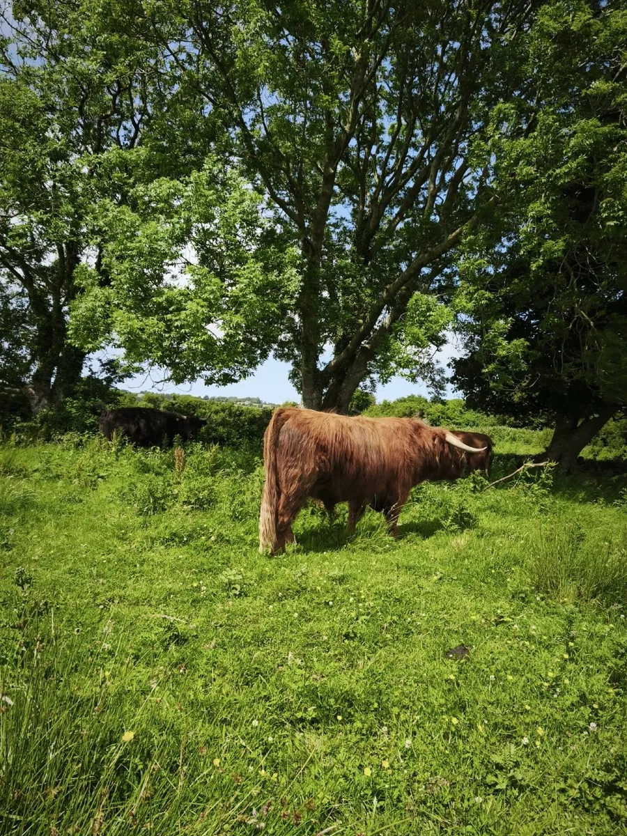Cattle - Image 2