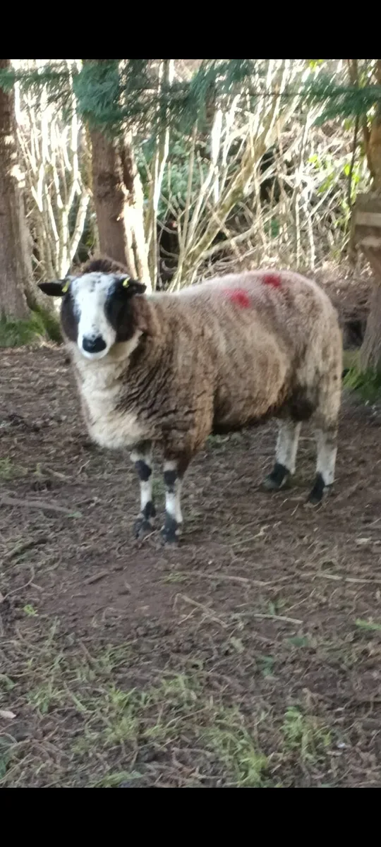 Dutch spotted - Image 2