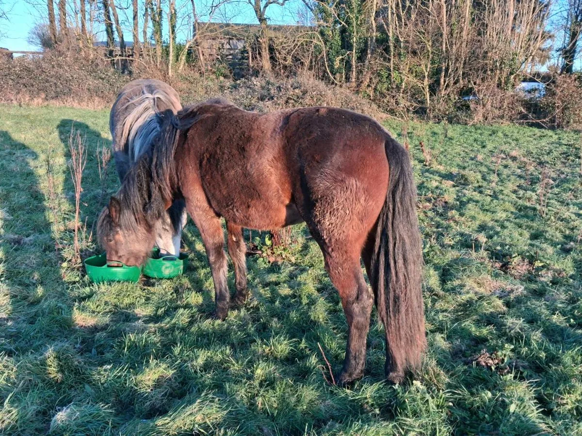 Class 1 connemara fillys - Image 3