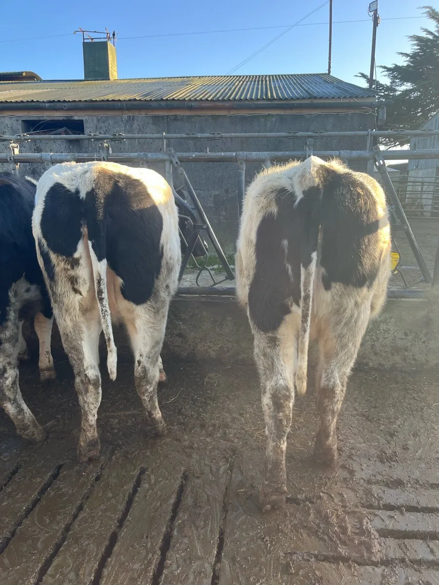 5 incalf PBR BR FR heifers - Image 3