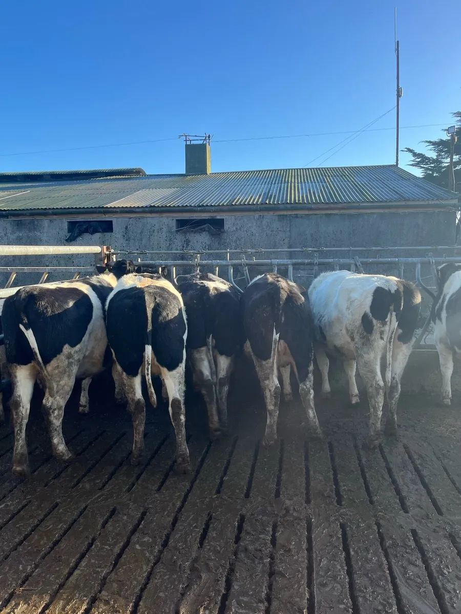 5 incalf PBR BR FR heifers - Image 1