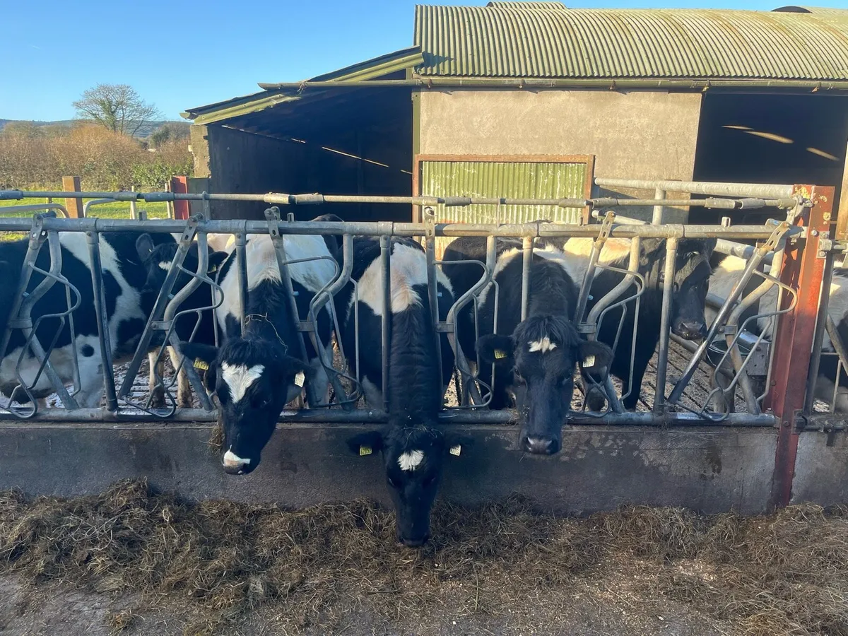 5 incalf PBR BR FR heifers - Image 4