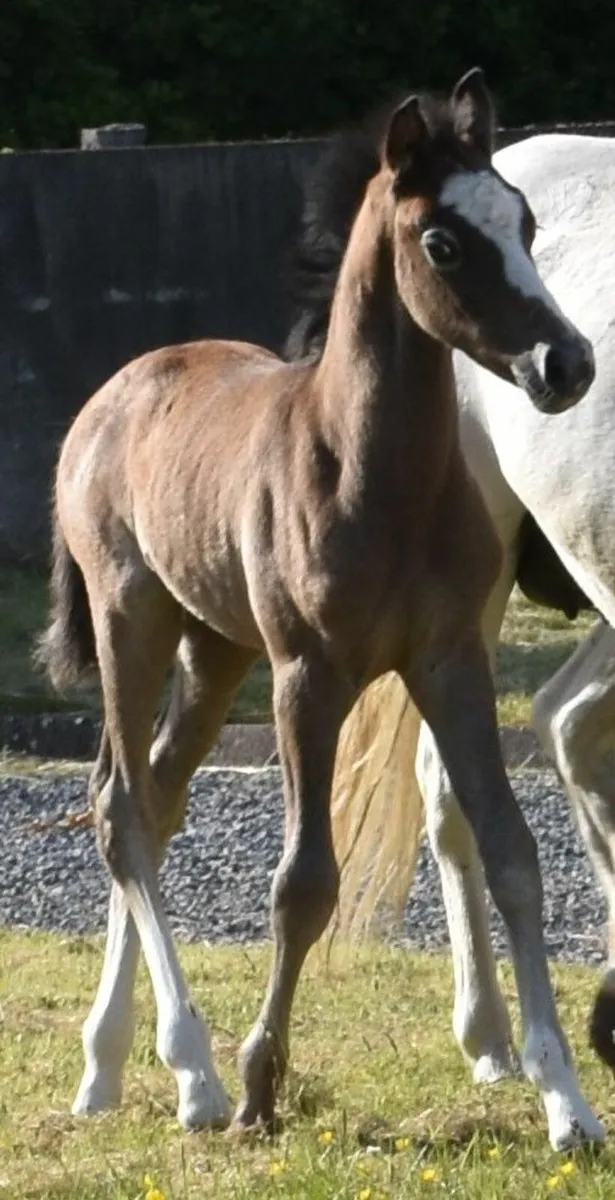 FUTURE TOP SJ PONY-BROTHER WITH EUROPEAN MEDALIST