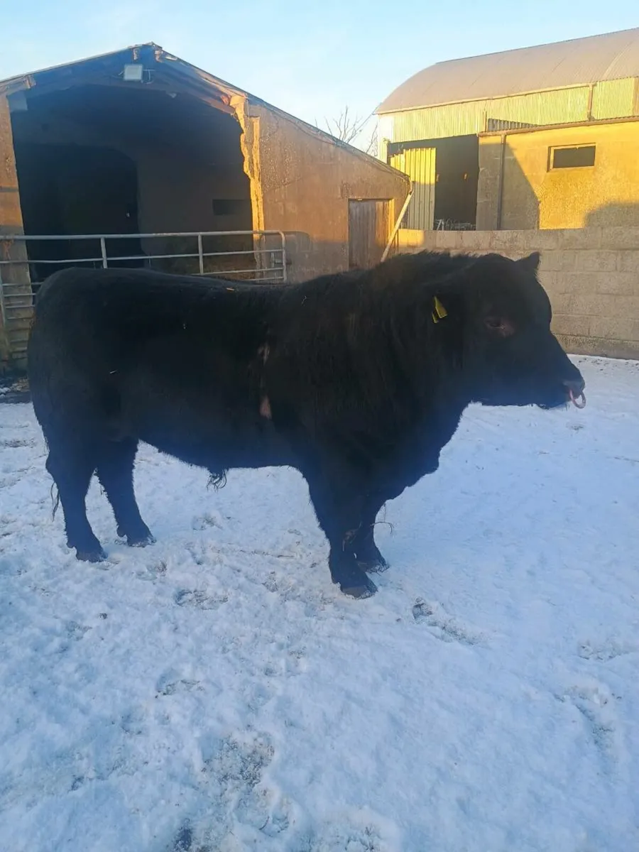 Aberdeen Angus bull - Image 1