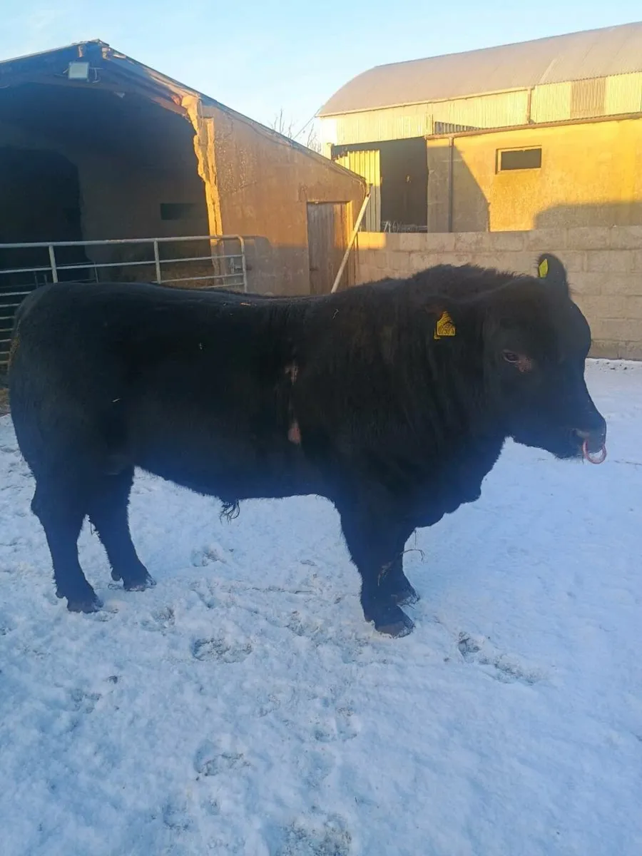 Aberdeen Angus bull - Image 2