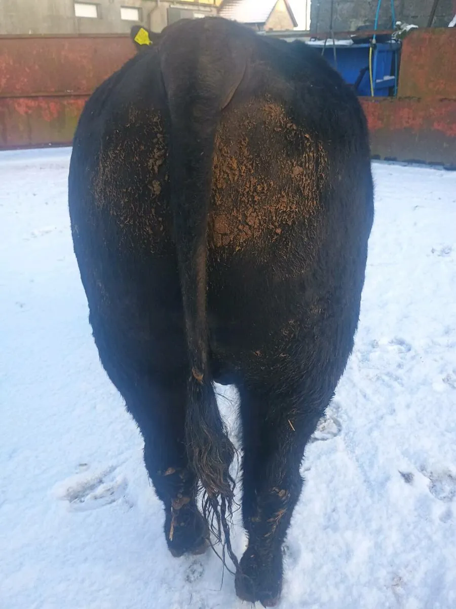 Aberdeen Angus bull - Image 3