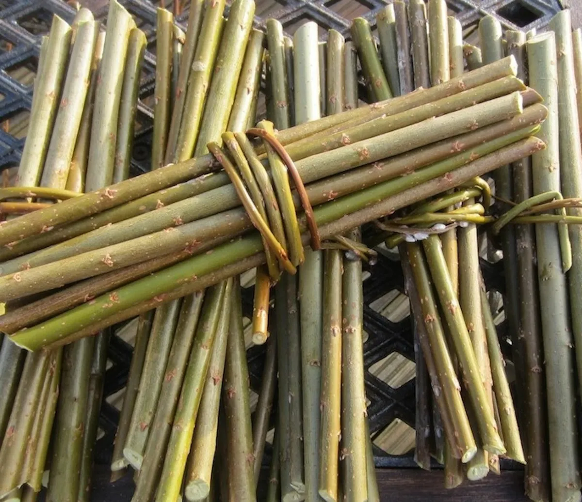 50/100 etc THICK WILLOW CUTTINGS for Hedges,Basket - Image 2