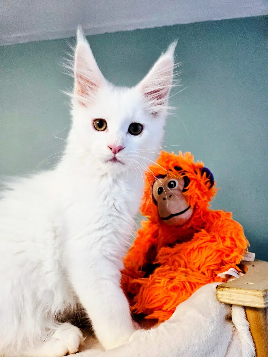 Maine Coon kittens - Image 1