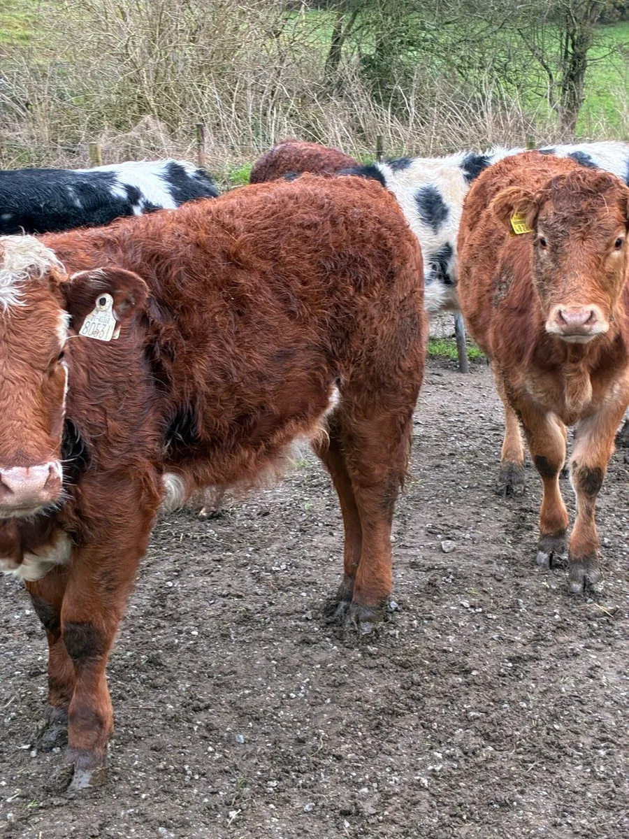 6 SUPER QUALITY HEIFER WEANLINGS - Image 1