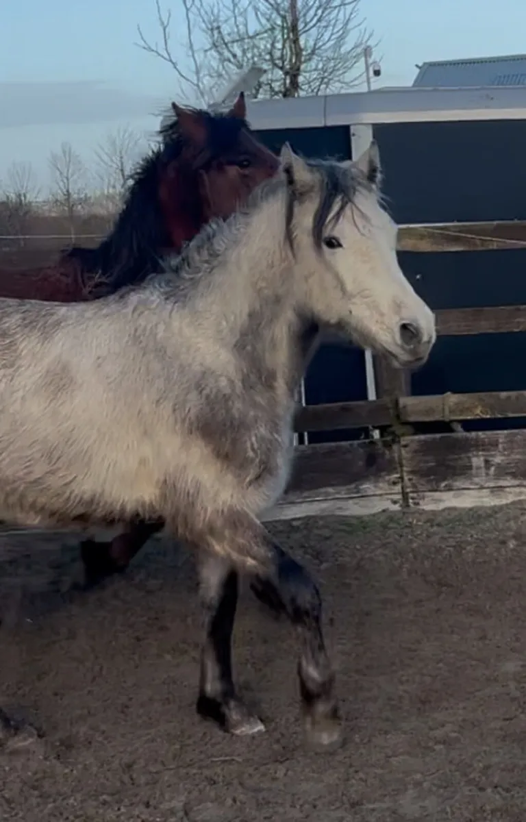 Beautiful 3 yrs old Connemara Stallion - Image 3