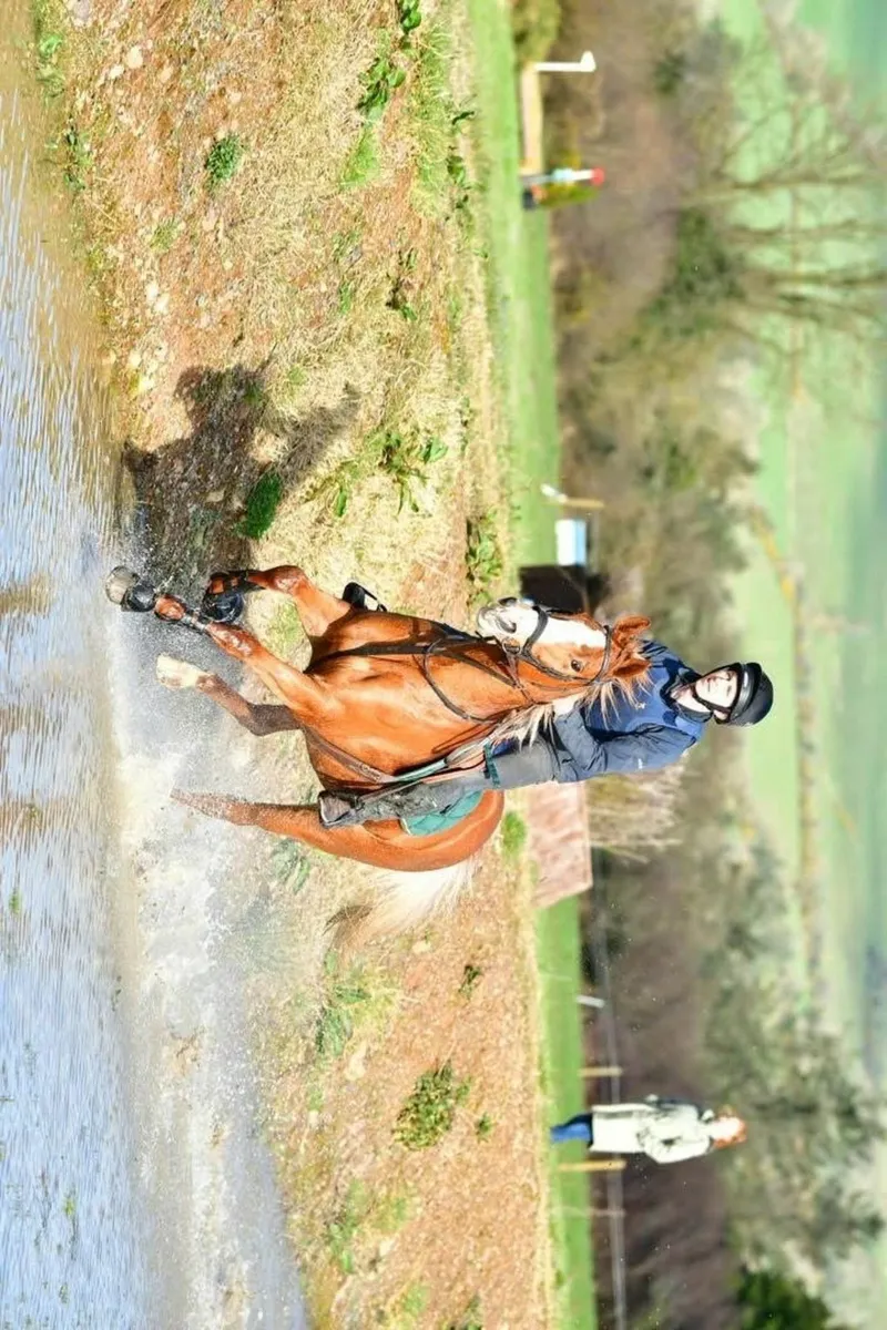 Small square bales of haylage - Image 2