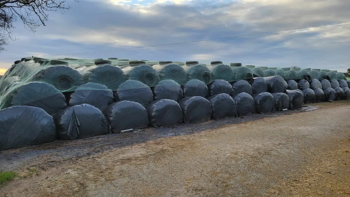 50 Bales of Silage - Image 1