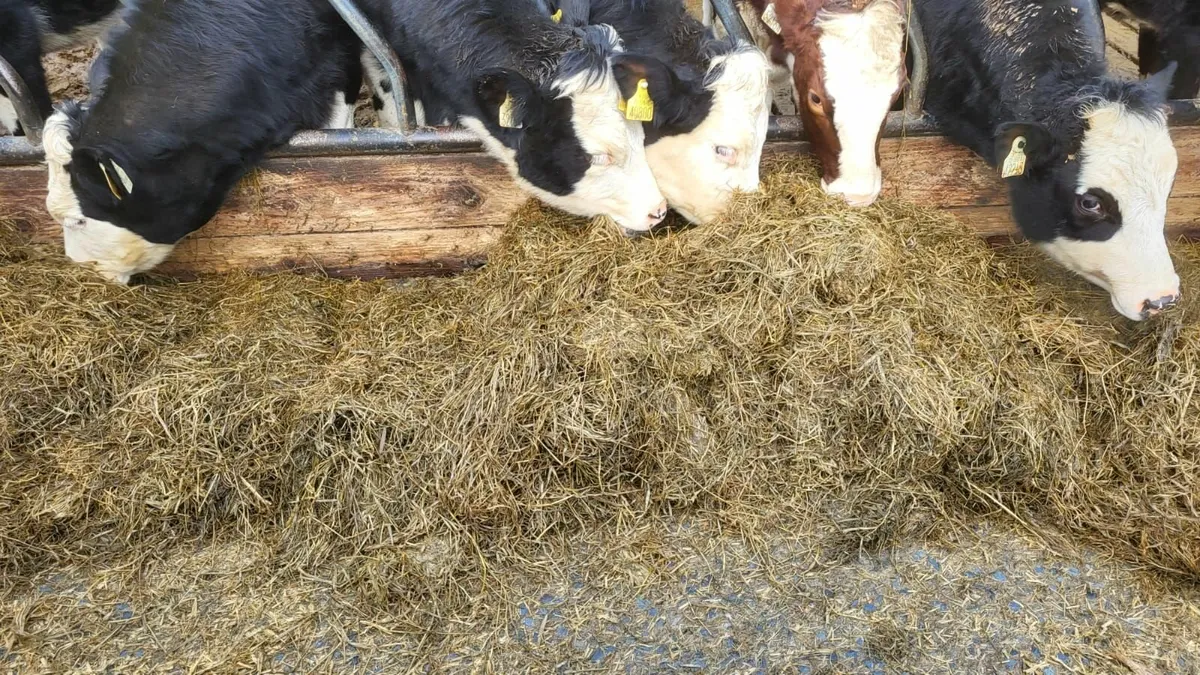 50 Bales of Silage - Image 2