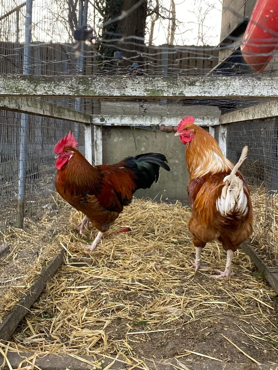 Three Beautiful Home Bred, Show-Quality Roosters - Image 1
