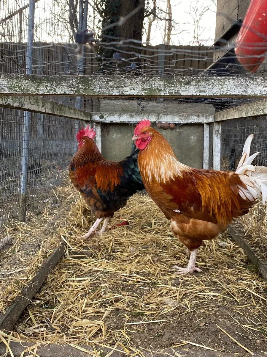 Three Beautiful Home Bred, Show-Quality Roosters - Image 2