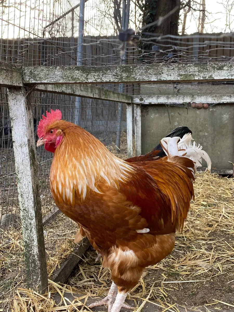 Three Beautiful Home Bred, Show-Quality Roosters - Image 3