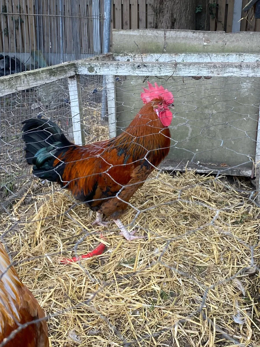 Three Beautiful Home Bred, Show-Quality Roosters - Image 4