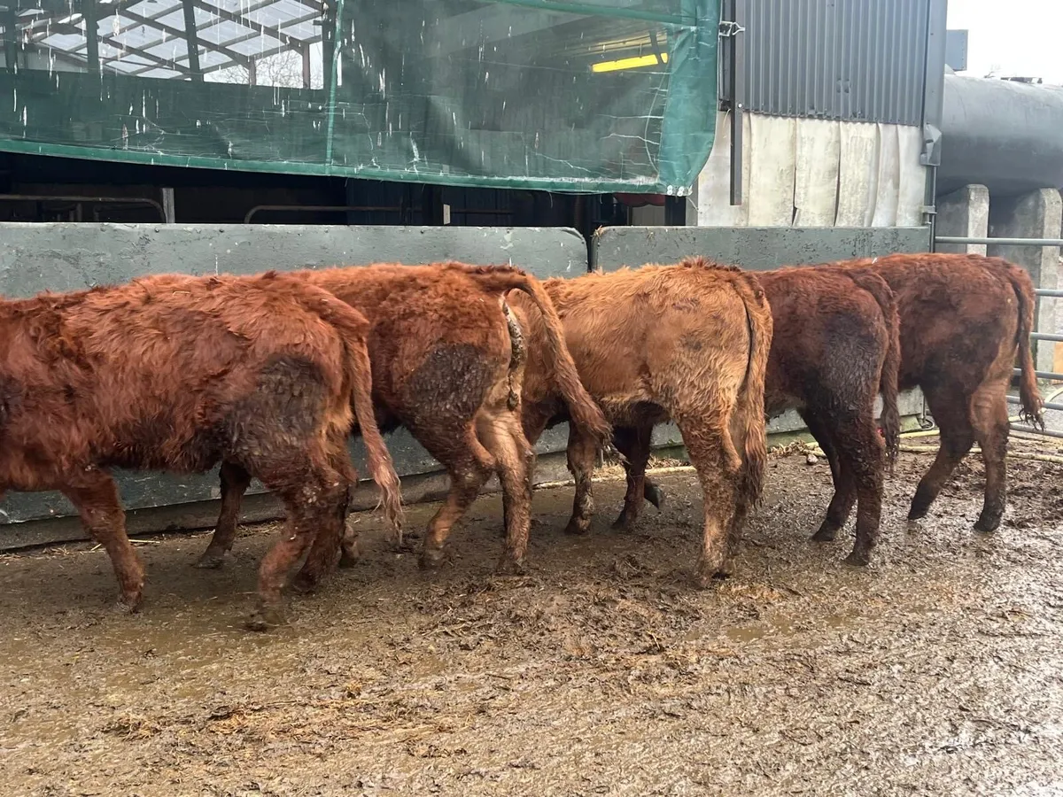 5 u grade red limosin heifers - Image 1