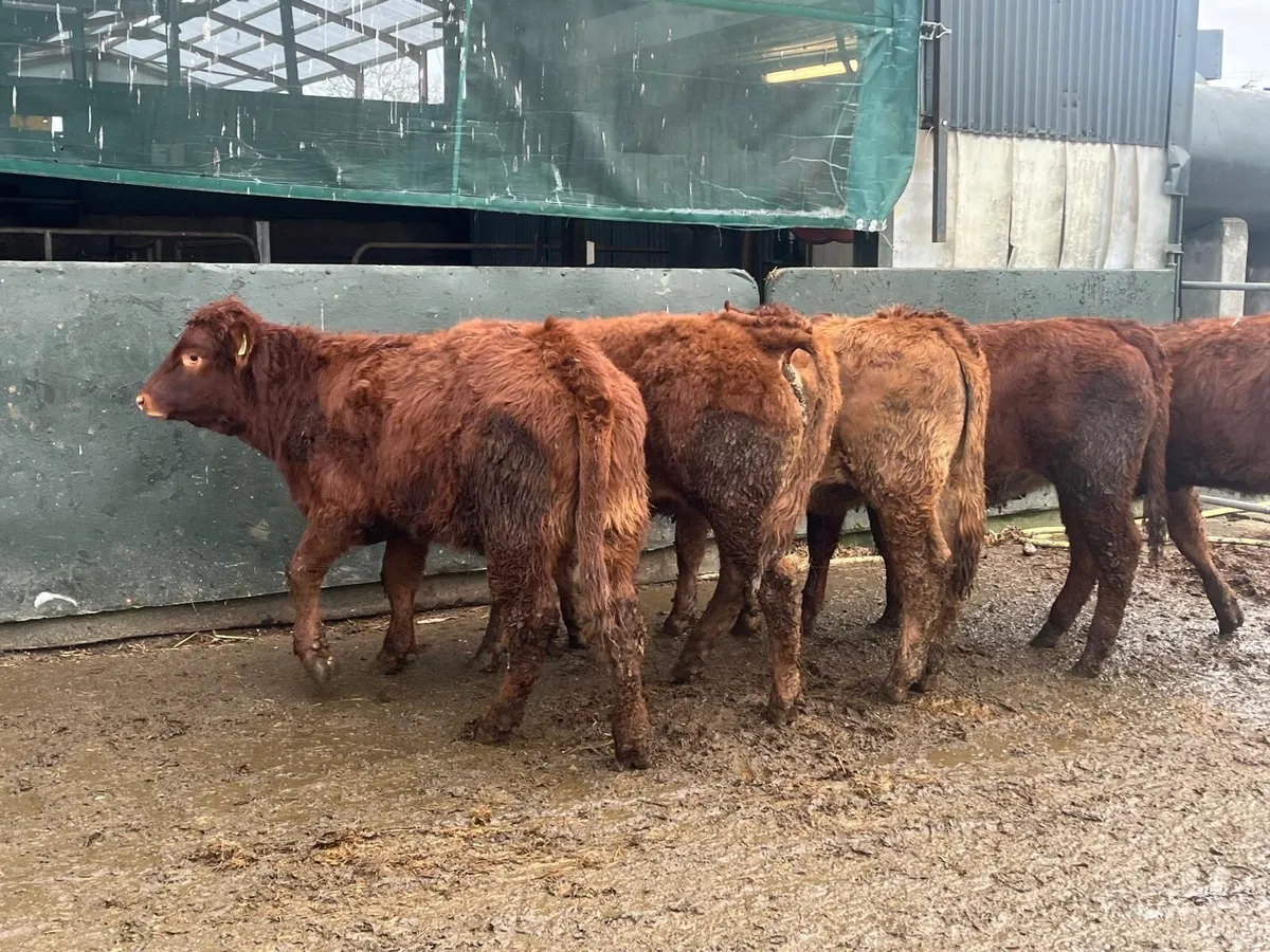 5 u grade red limosin heifers - Image 2