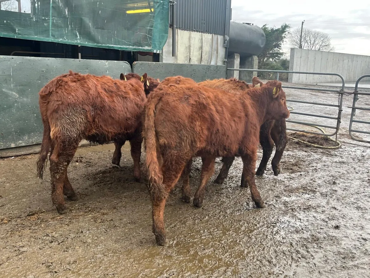 5 u grade red limosin heifers - Image 3
