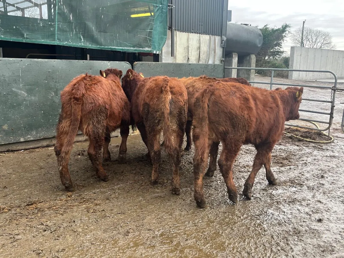 5 u grade red limosin heifers - Image 4
