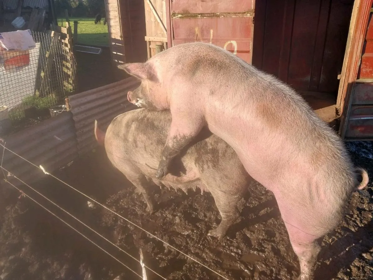 Young large white gilt for sale 10 months old pref - Image 3