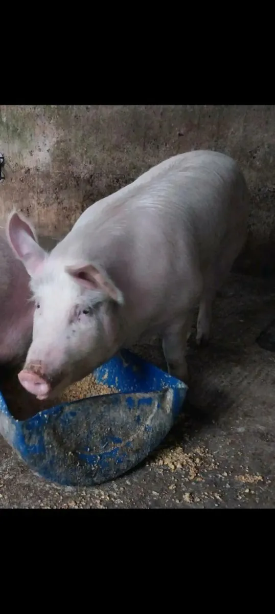 Young large white gilt for sale 10 months old pref - Image 1