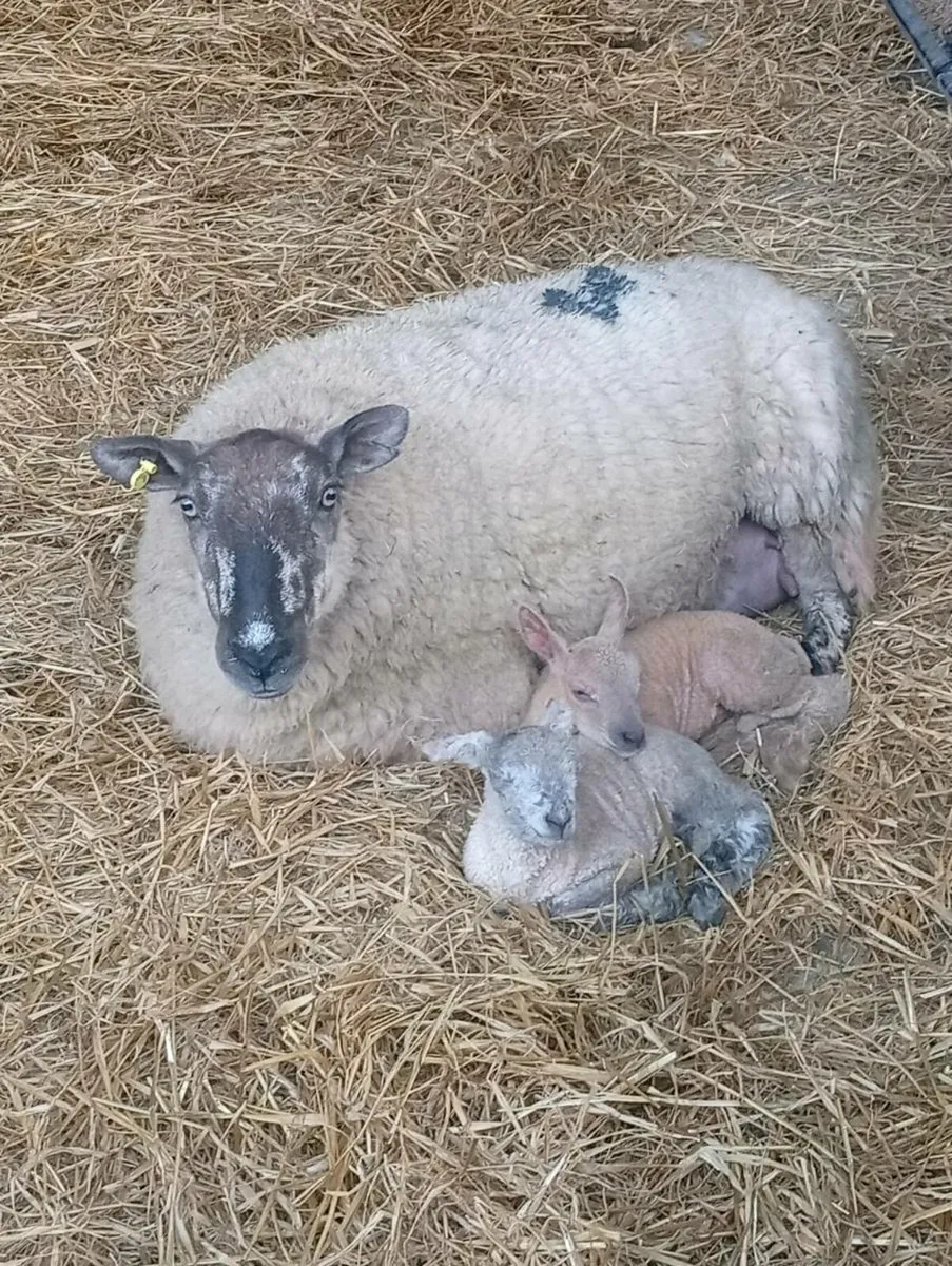 Ewes and lambs - Image 1
