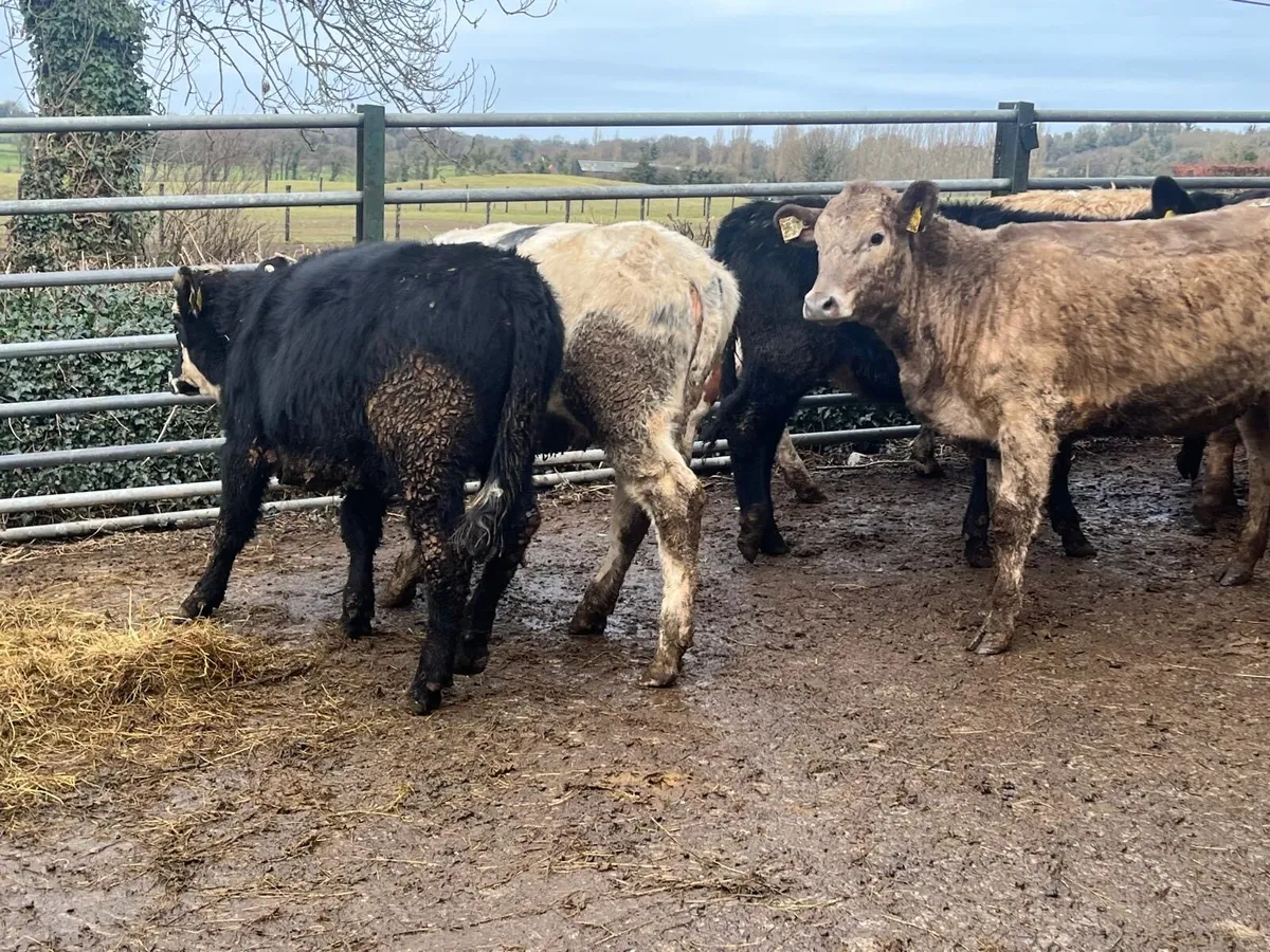 8 super continental heifer weaklings - Image 2