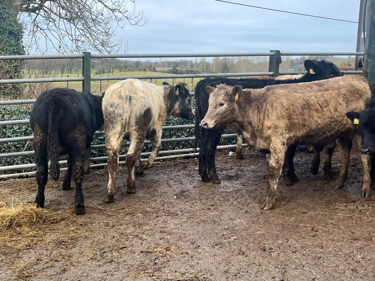 8 super continental heifer weaklings - Image 3