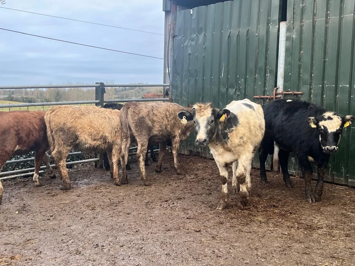 8 super continental heifer weaklings - Image 4