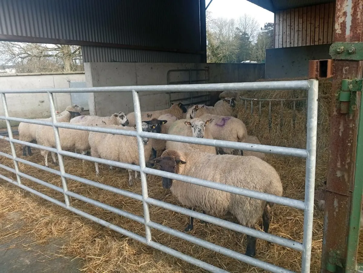 Ewes and lambs - Image 2