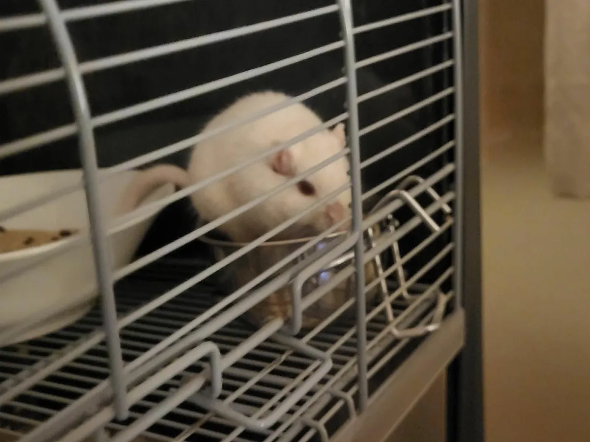 Gerbil and cage - Image 1