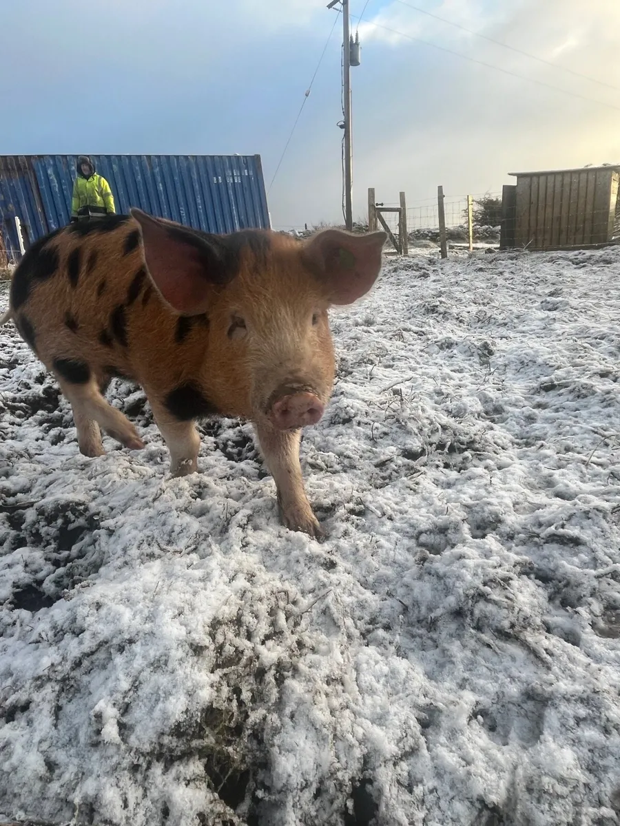 OSB x Berkshire pig - Image 1