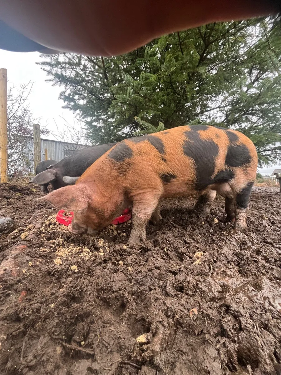 OSB x Berkshire pig - Image 2