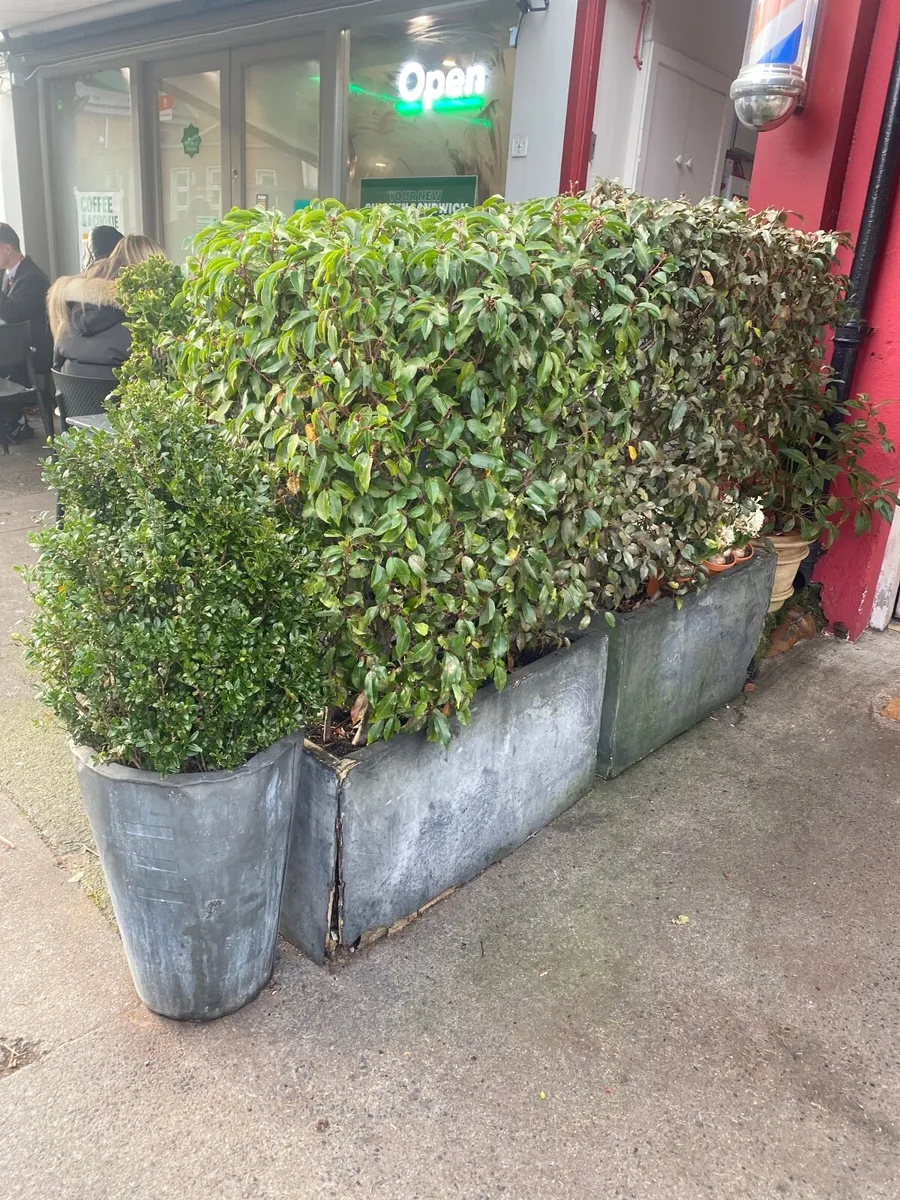 Hedging & shrubs - Image 1