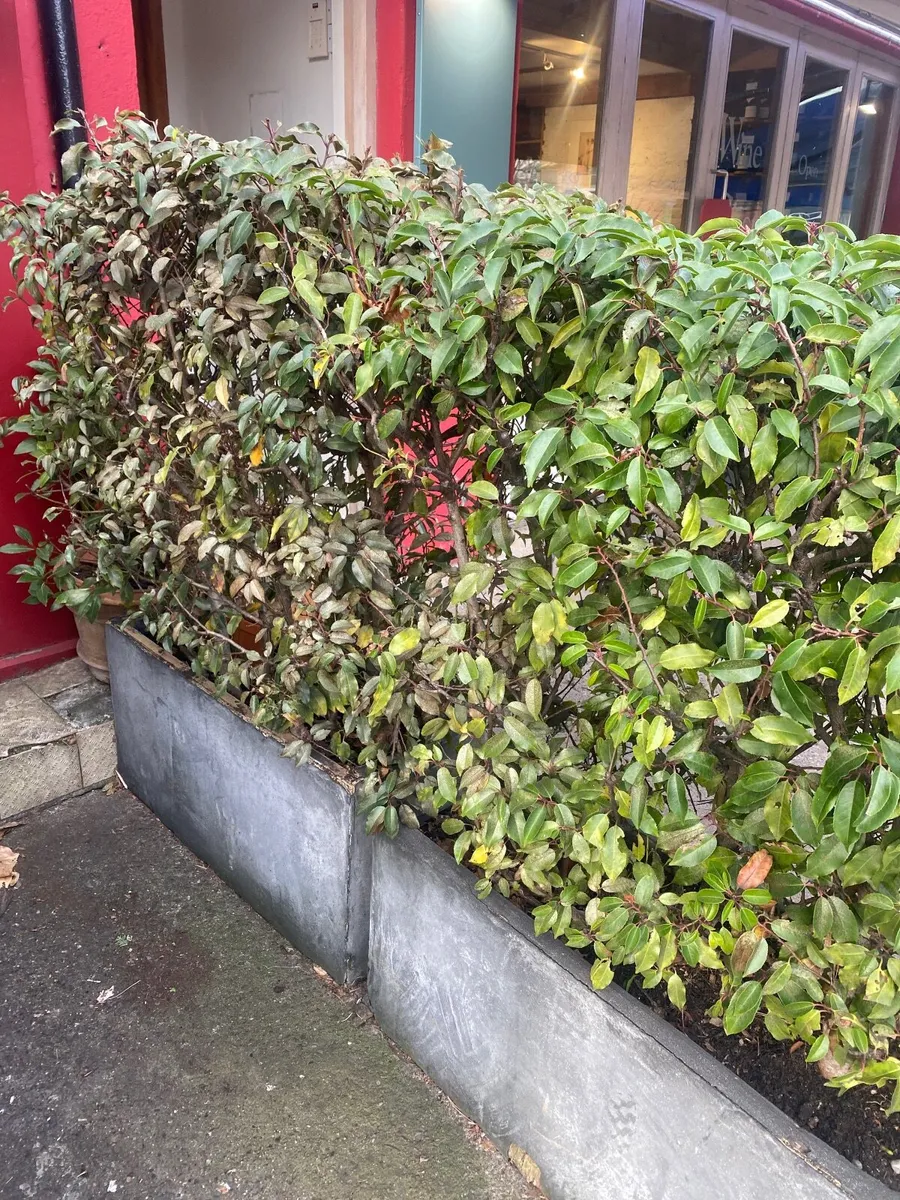 Hedging & shrubs - Image 2