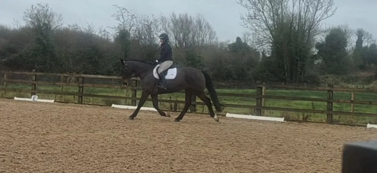 Safe and sensible allrounder - Image 2