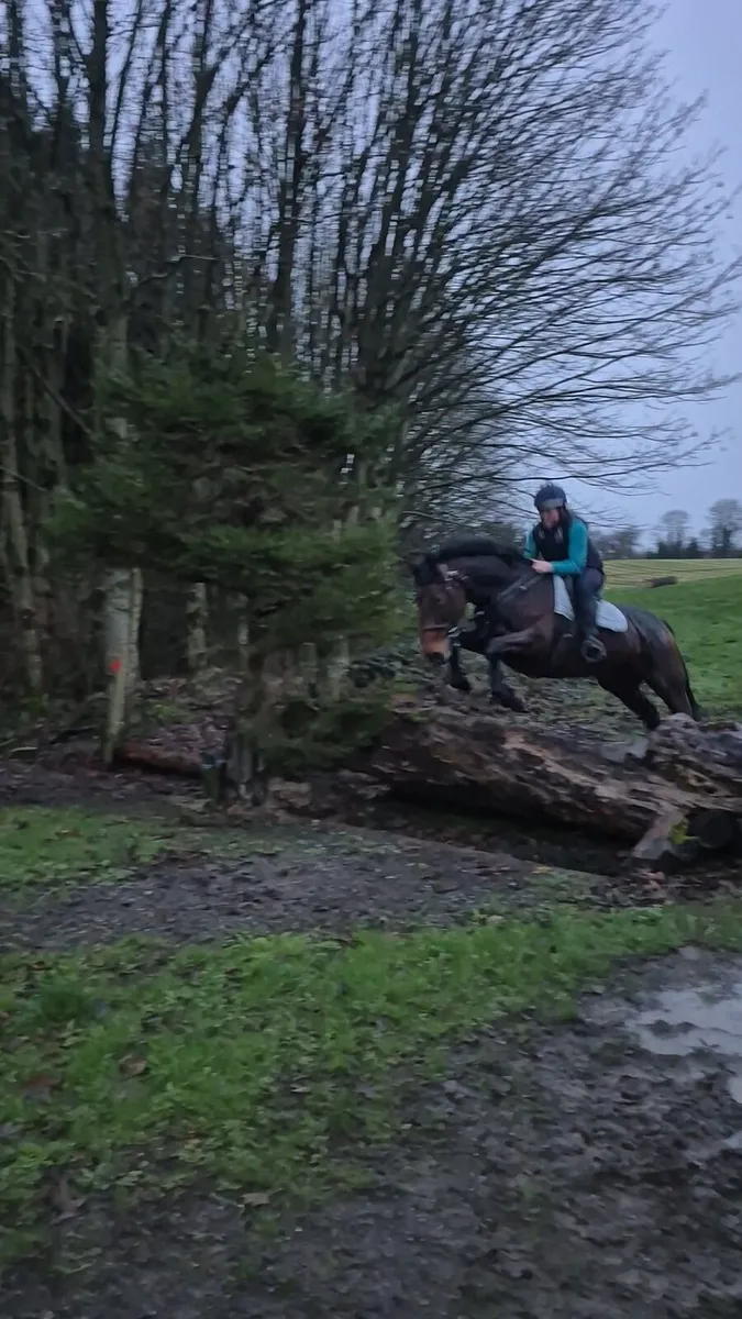 Safe and sensible allrounder - Image 3