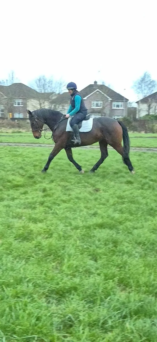 Safe and sensible allrounder - Image 4