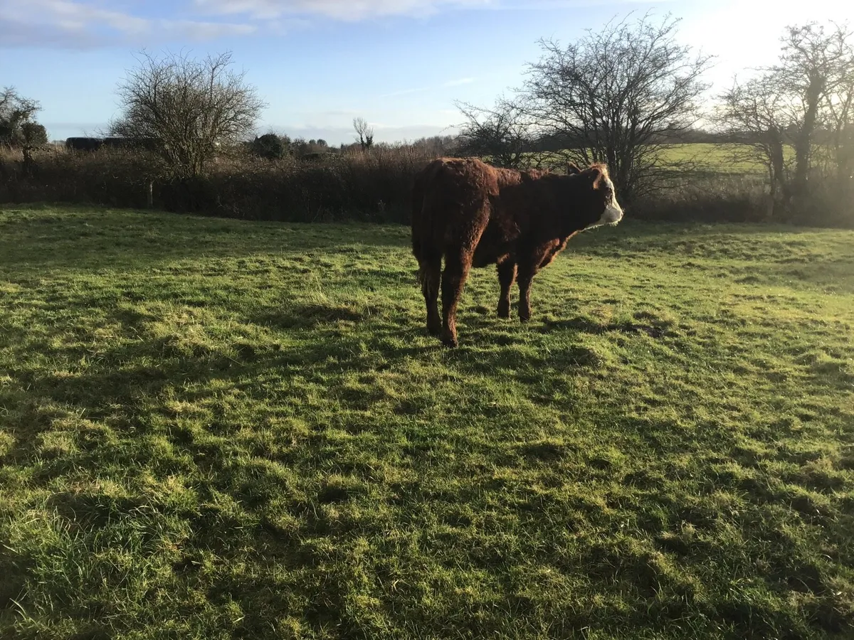 Hereford Limousine Heifers - Image 1