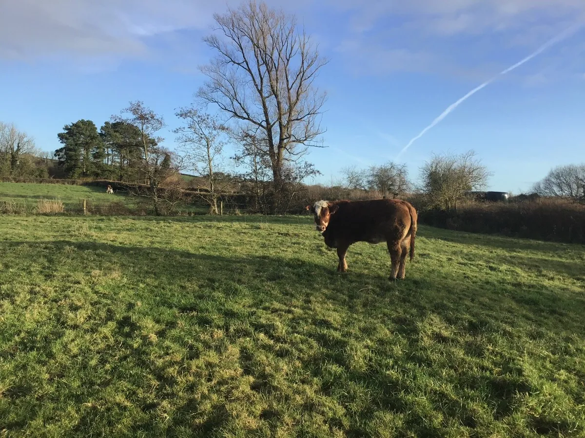 Hereford Limousine Heifers - Image 2