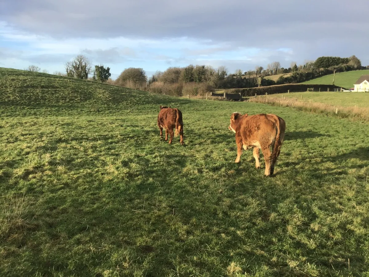Hereford Limousine Heifers - Image 3