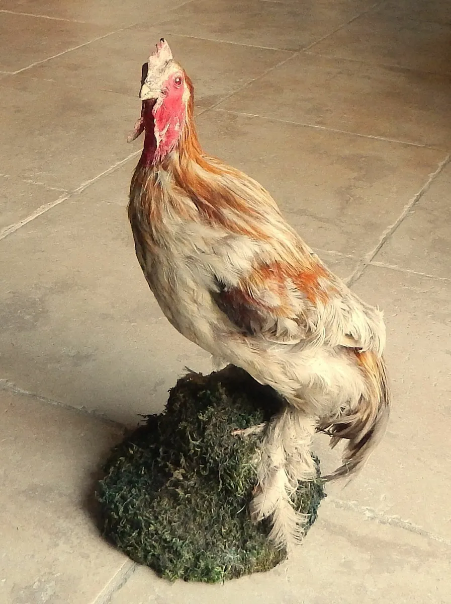 Vintage Taxidermy of Rooster - Image 1