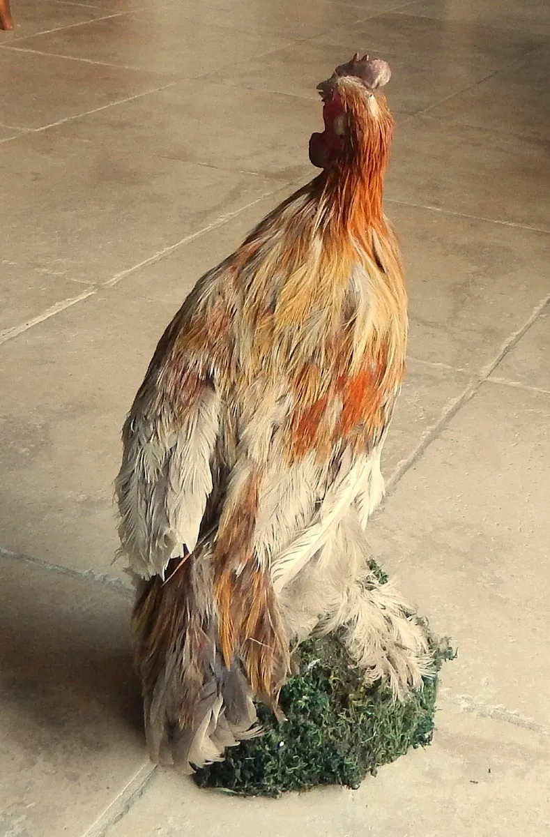 Vintage Taxidermy of Rooster - Image 4