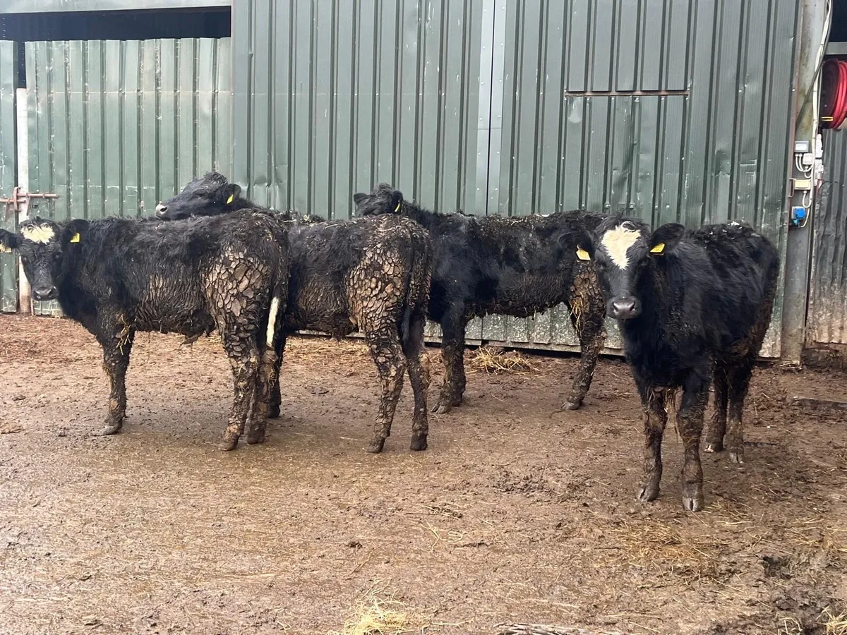 5 super 360 kg continental store heifers - Image 1
